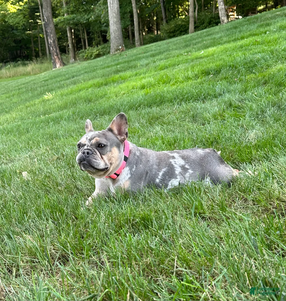French Bulldog dogs for sale: Clover - Ad 6