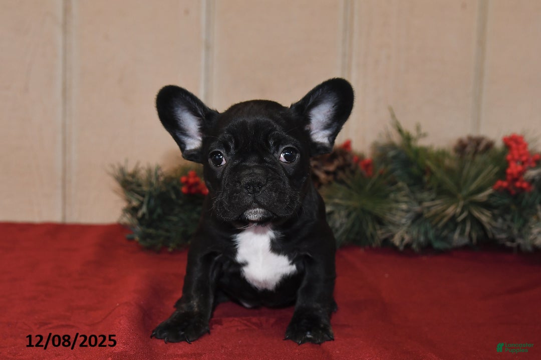 French Bulldog dogs for sale: Rosie - Ad 4
