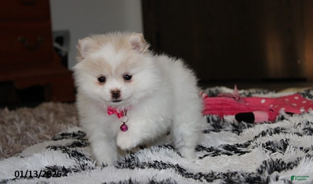 Pomeranian dogs for sale: Allie - Ad 11