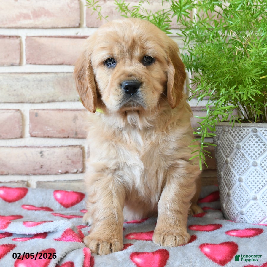 Miniature Golden Retriever dogs Cupid - Ad 11