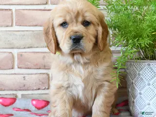 Miniature Golden Retriever dogs Cupid - Ad 12