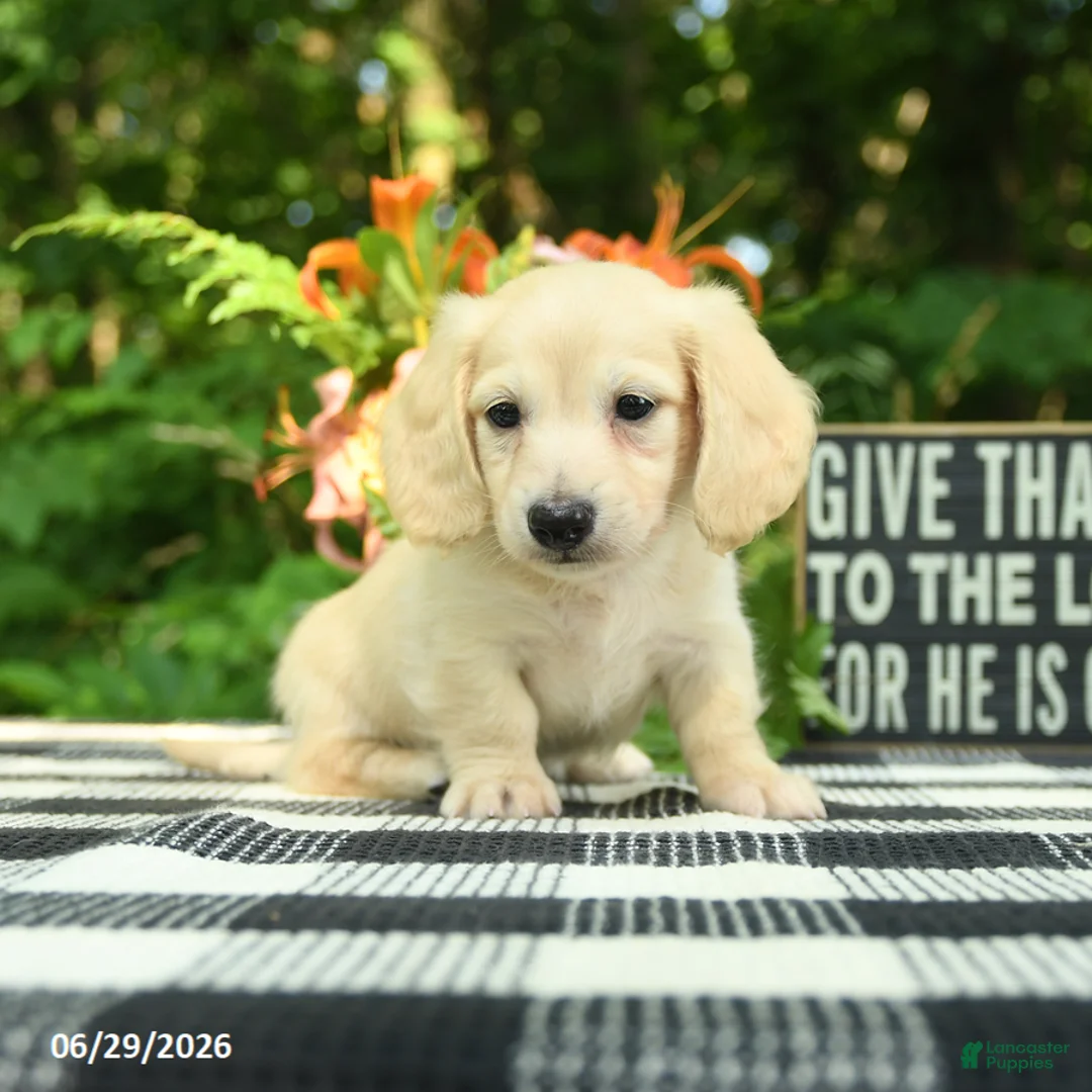 Miniature Dachshund dogs for sale: Archie - Ad 2