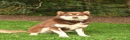 Alaskan Malamute dogs for sale: Summit - Ad 4