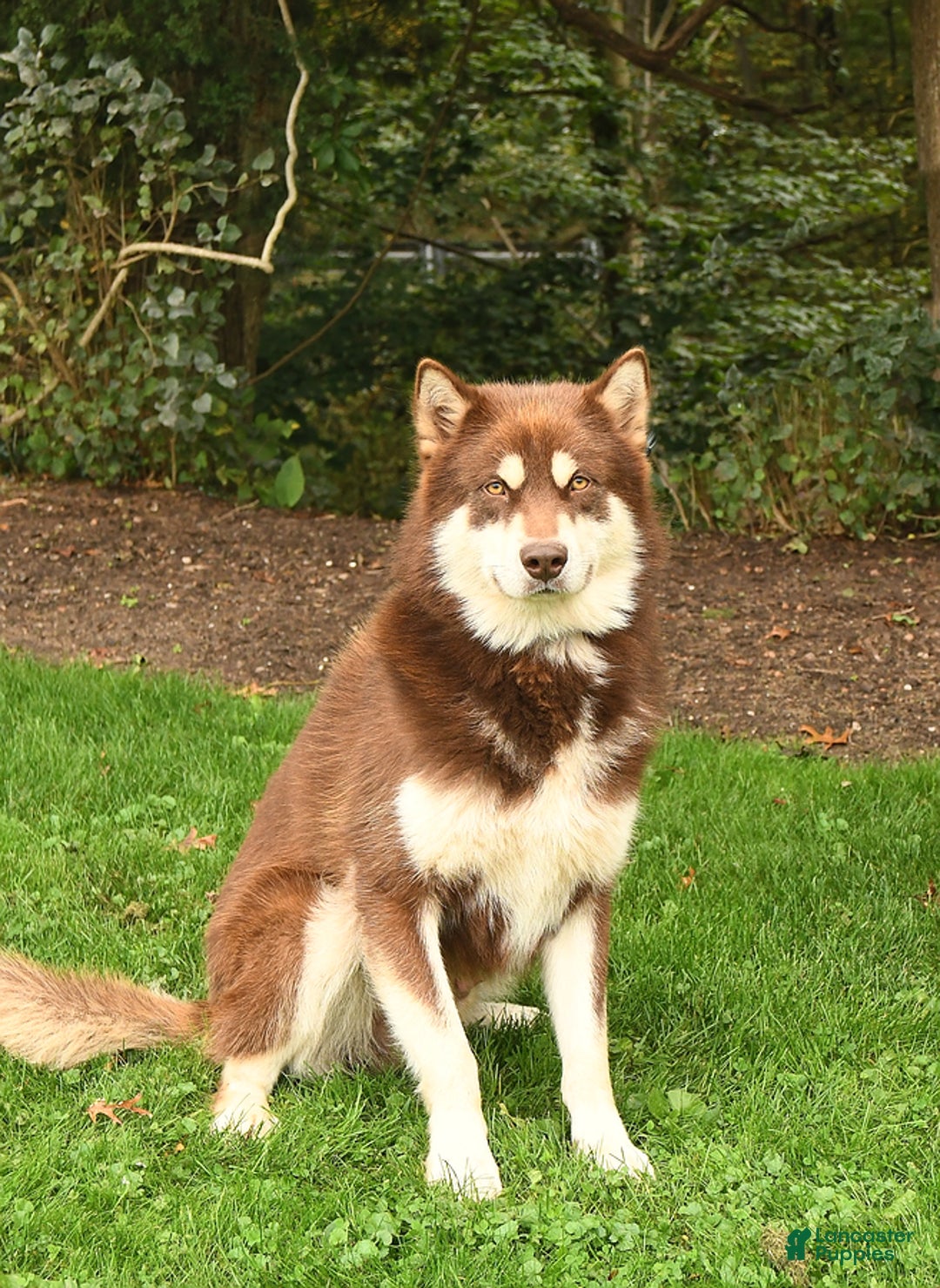 Alaskan Malamute dogs for sale: Summit - Ad 4