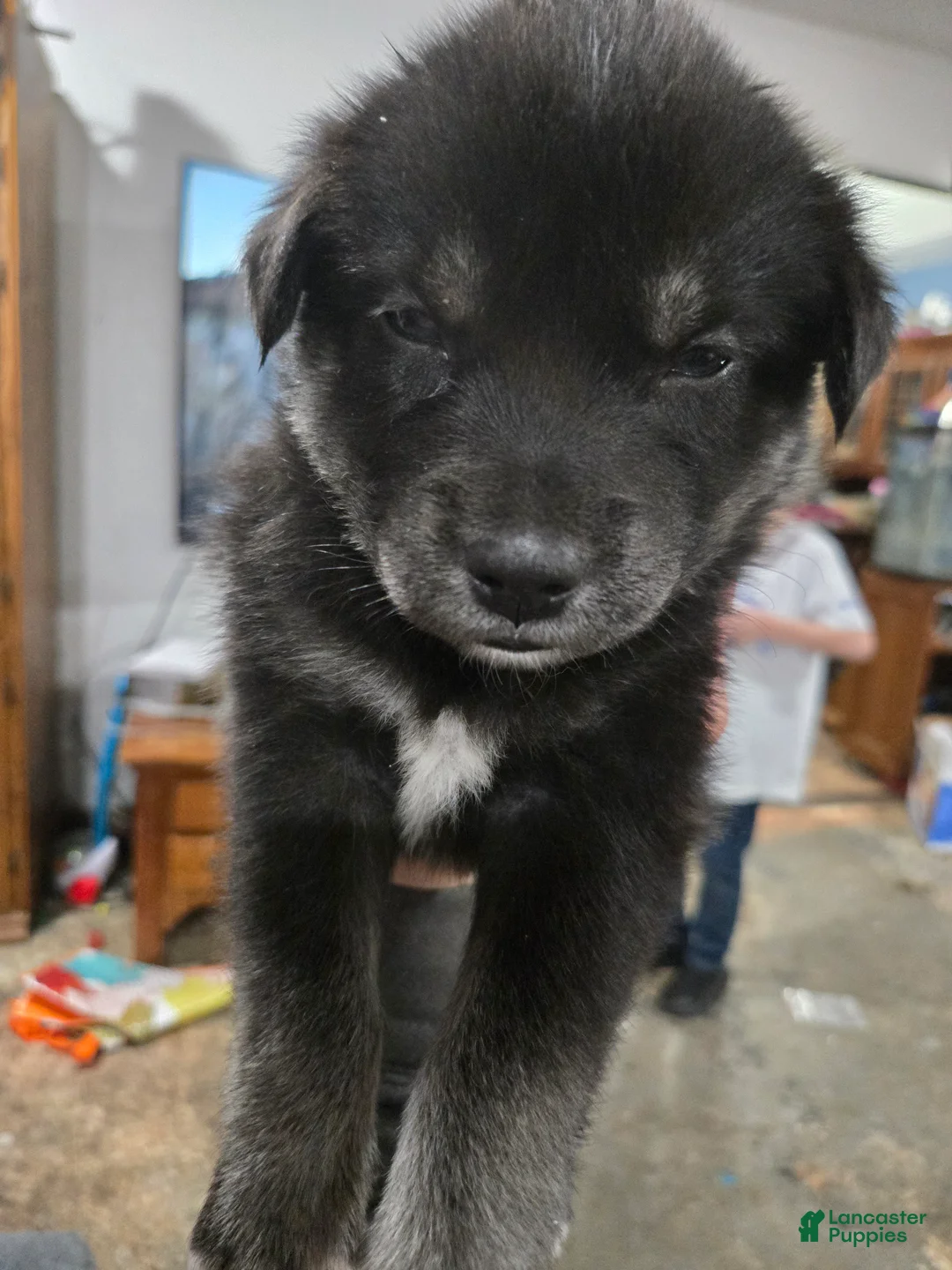 Goberian dogs for sale: Goberian pink Puppy 3 - Ad 5