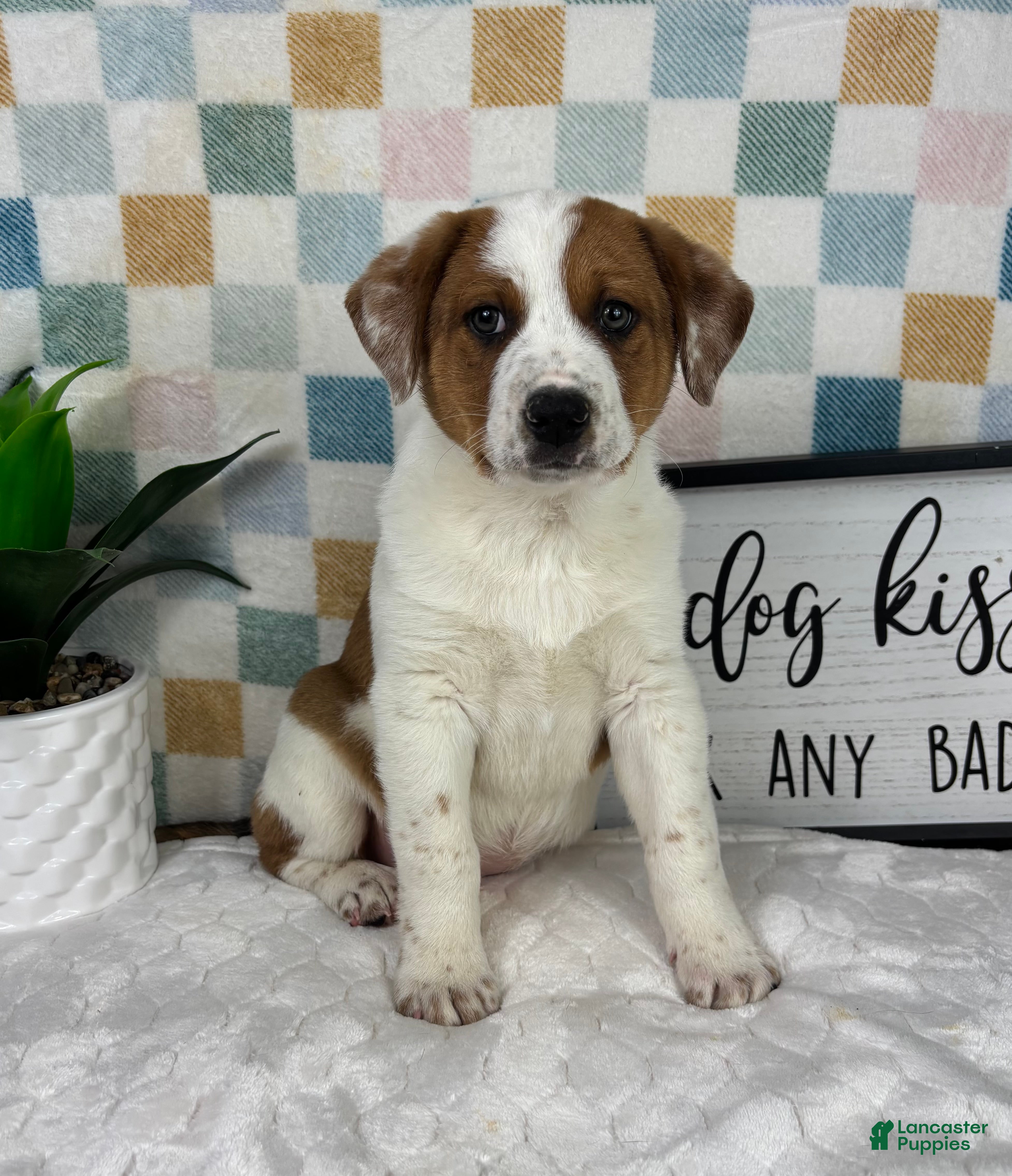 Australian Cattle Dog dogs Rex - Ad 34