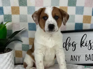 Australian Cattle Dog dogs Rex - Ad 34