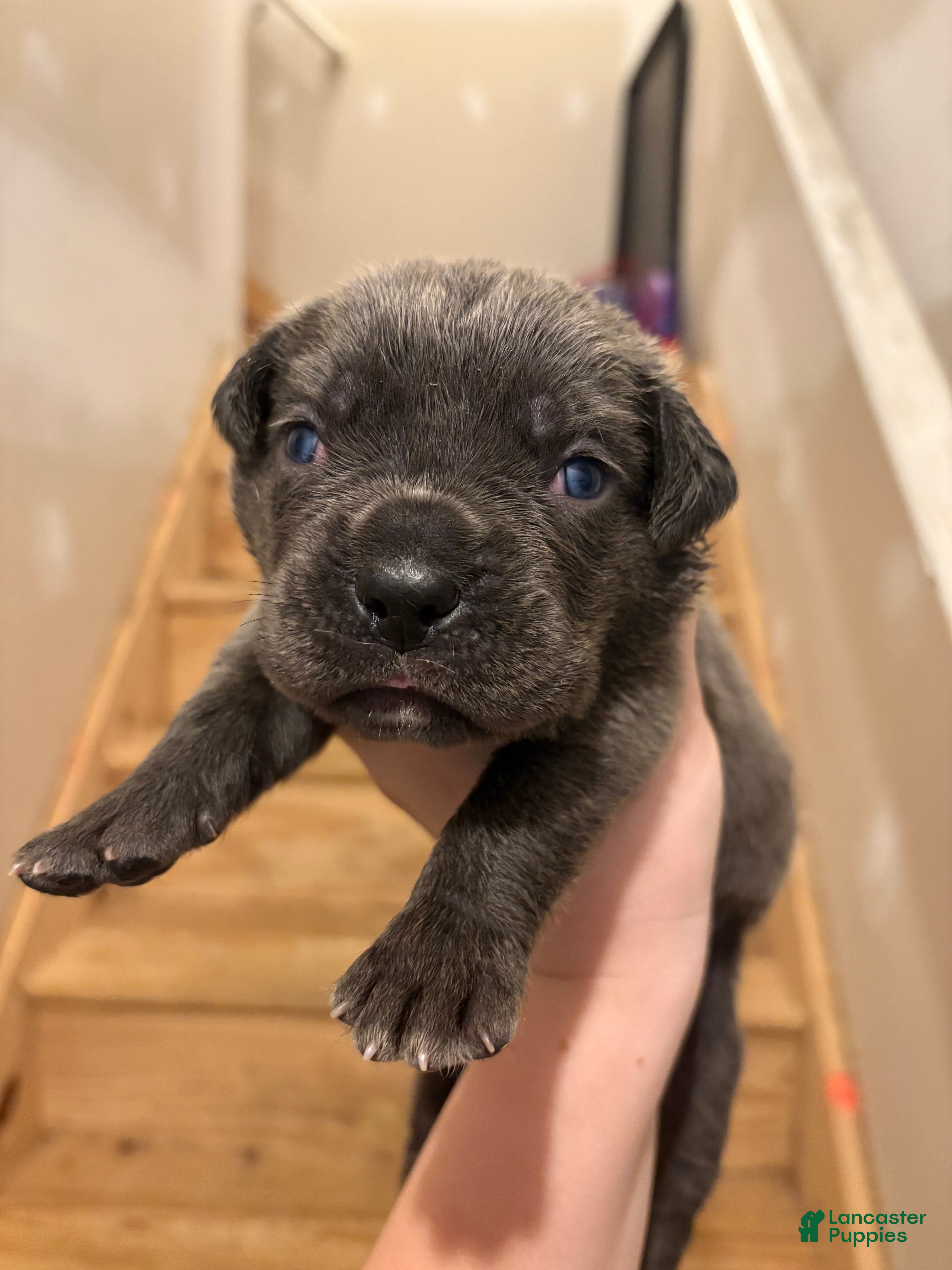 Cane Corso dogs for sale: Zuma - Ad 2