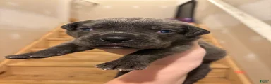 Zuma