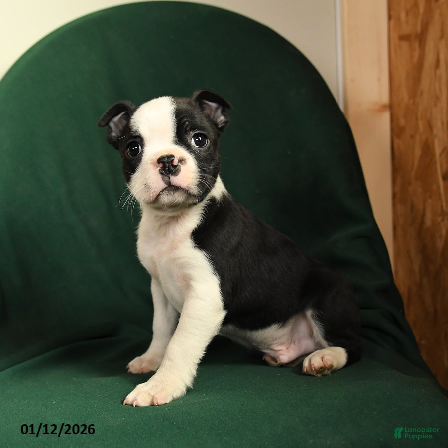 Boston Terrier dogs Felix - Ad 14