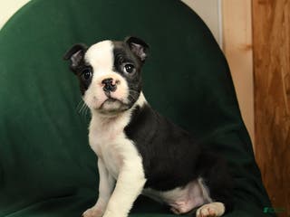 Boston Terrier dogs Felix - Ad 40