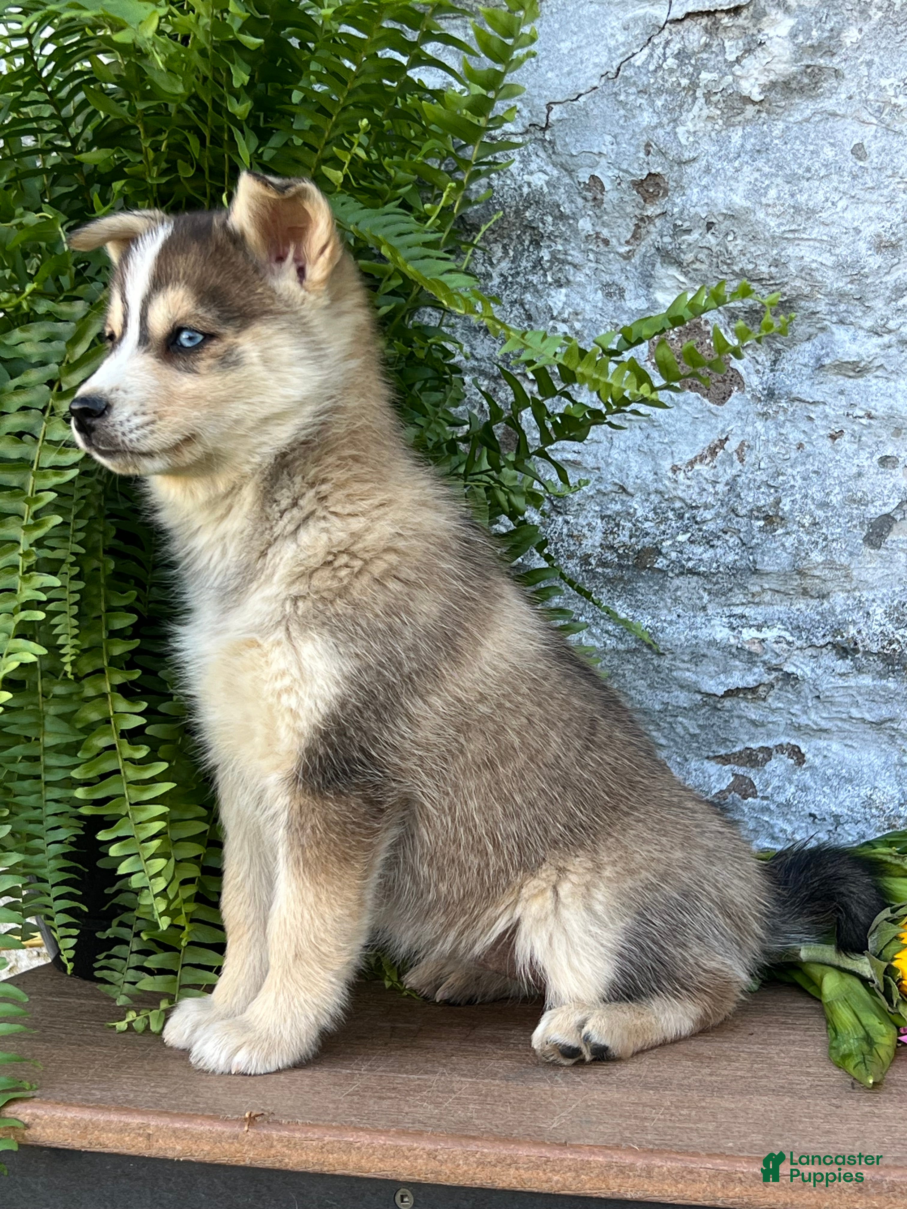 Pomsky dogs Gracie - Ad 2