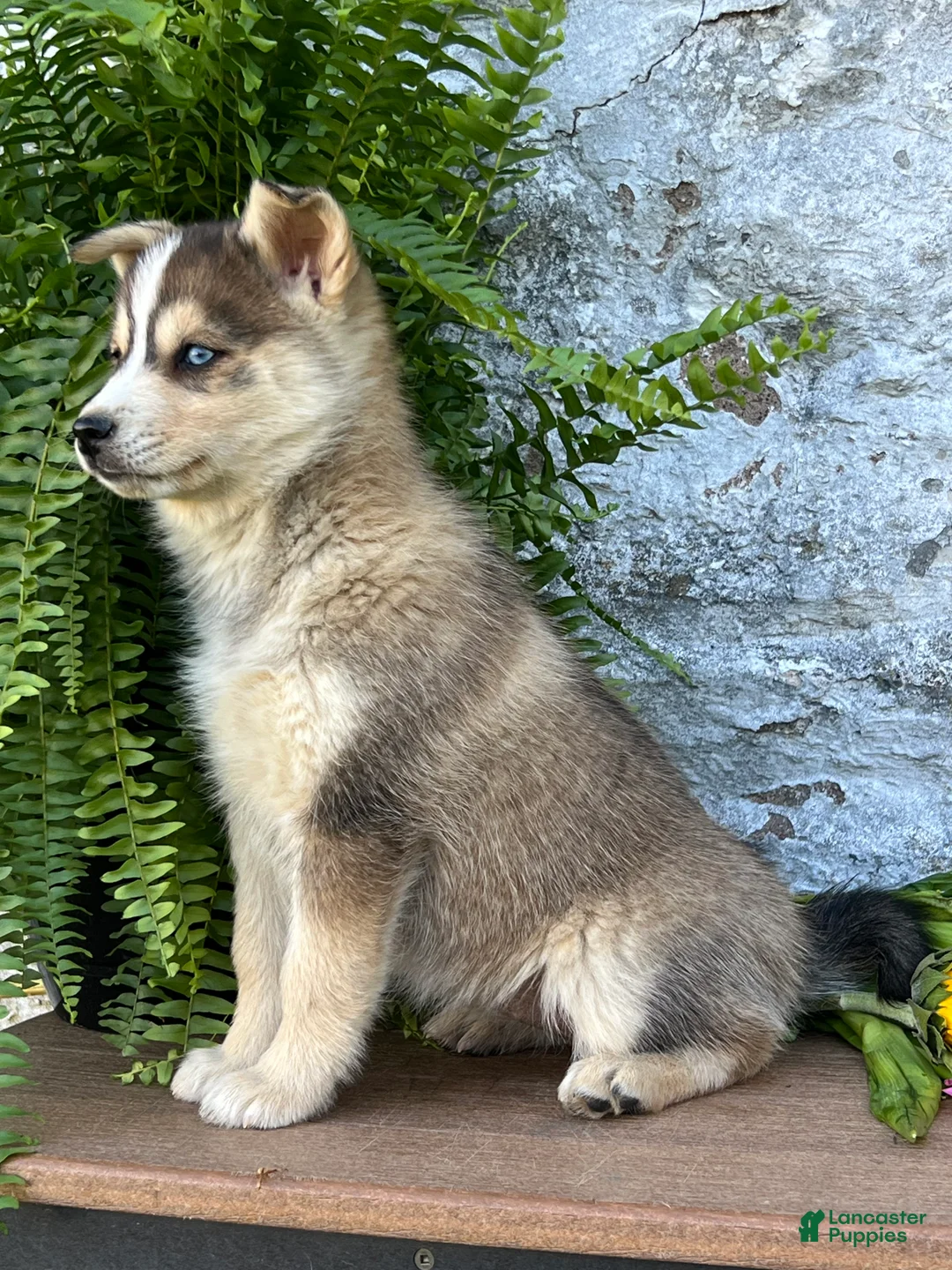 Pomsky dogs for sale: Gracie - Ad 2