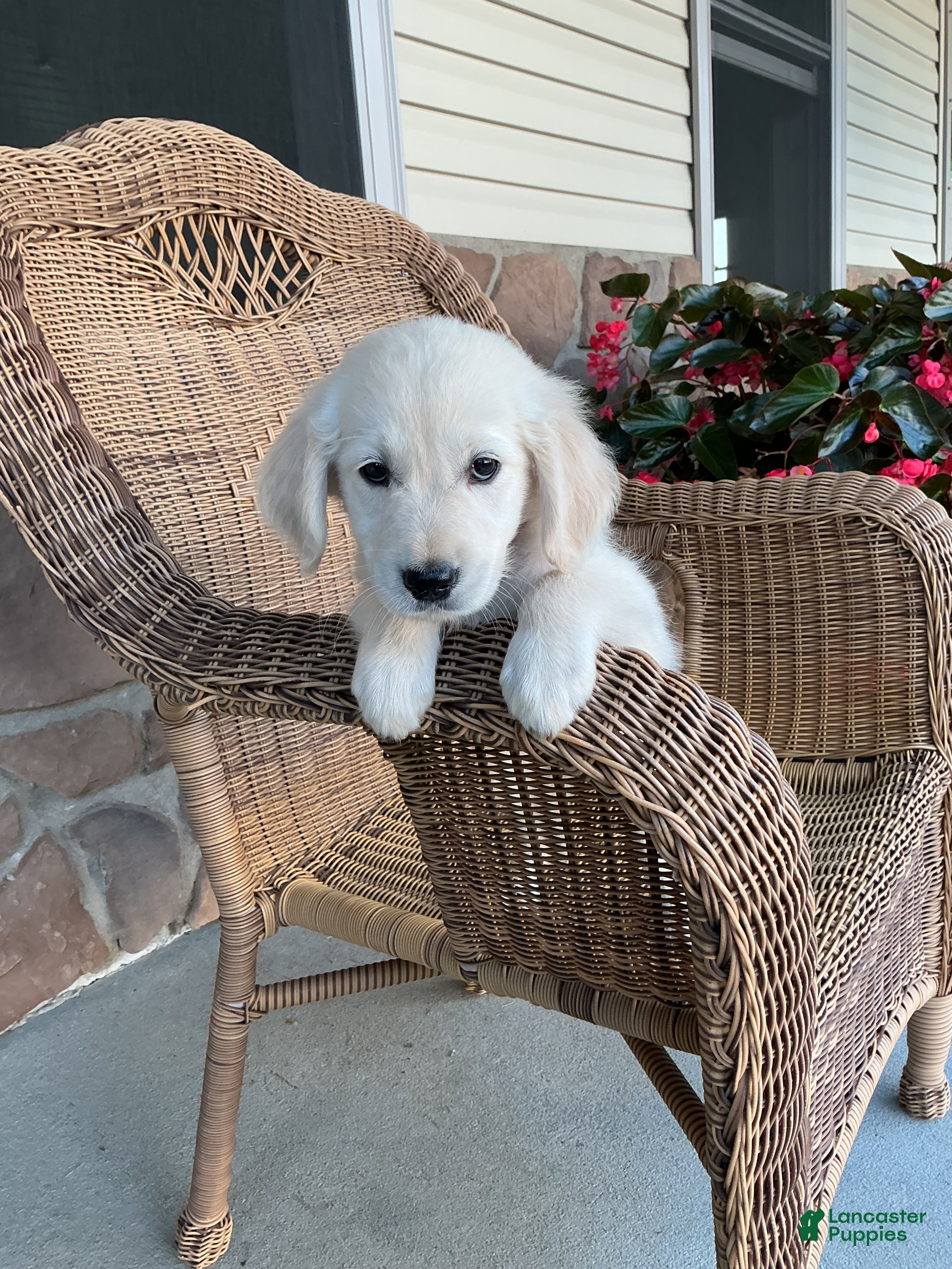 Golden Retriever dogs Max - Ad 1