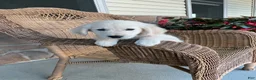 Golden Retriever dogs for sale: Max - Ad 1