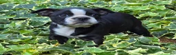 Boston Terrier dogs for sale: Rosie - Ad 4