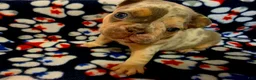 French Bulldog dogs for sale: Prince Eric - Ad 4