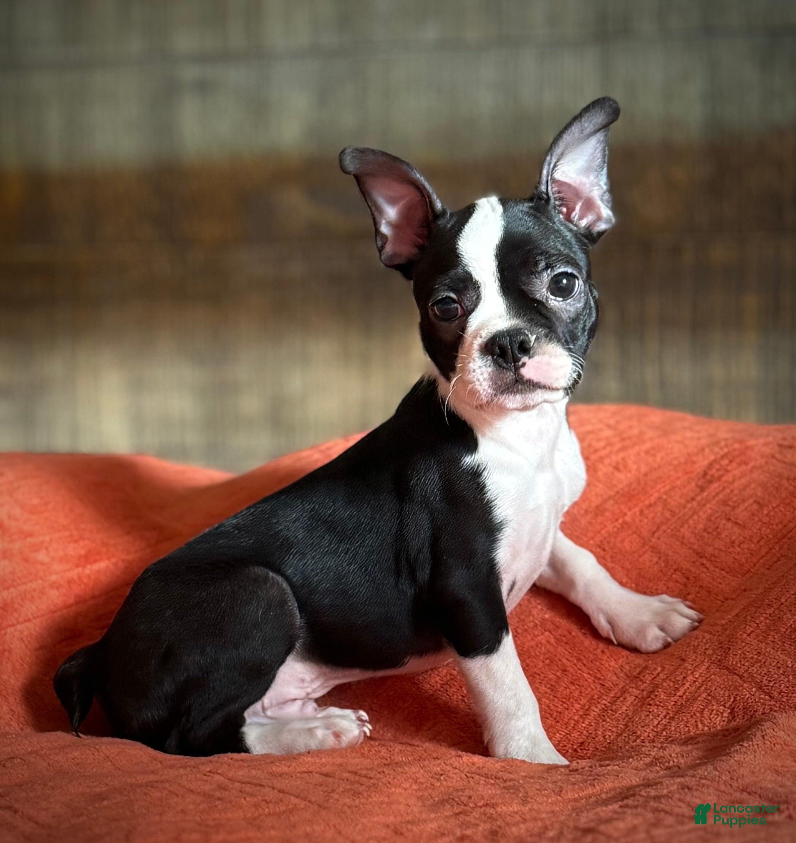 Boston Terrier dogs Boston Terrier 2 - Ad 1