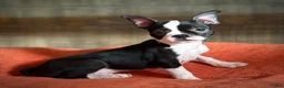 Boston Terrier dogs for sale: Boston Terrier 2 - Ad 1