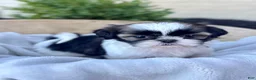 Shih Tzu dogs for sale: AKC Lyla - Ad 2
