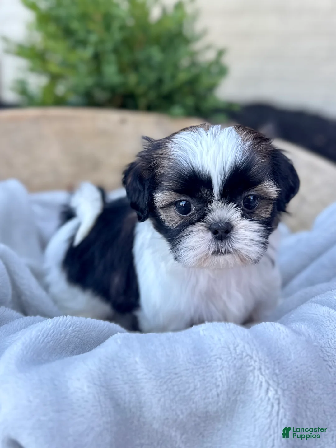 Shih Tzu dogs for sale: AKC Lyla - Ad 2