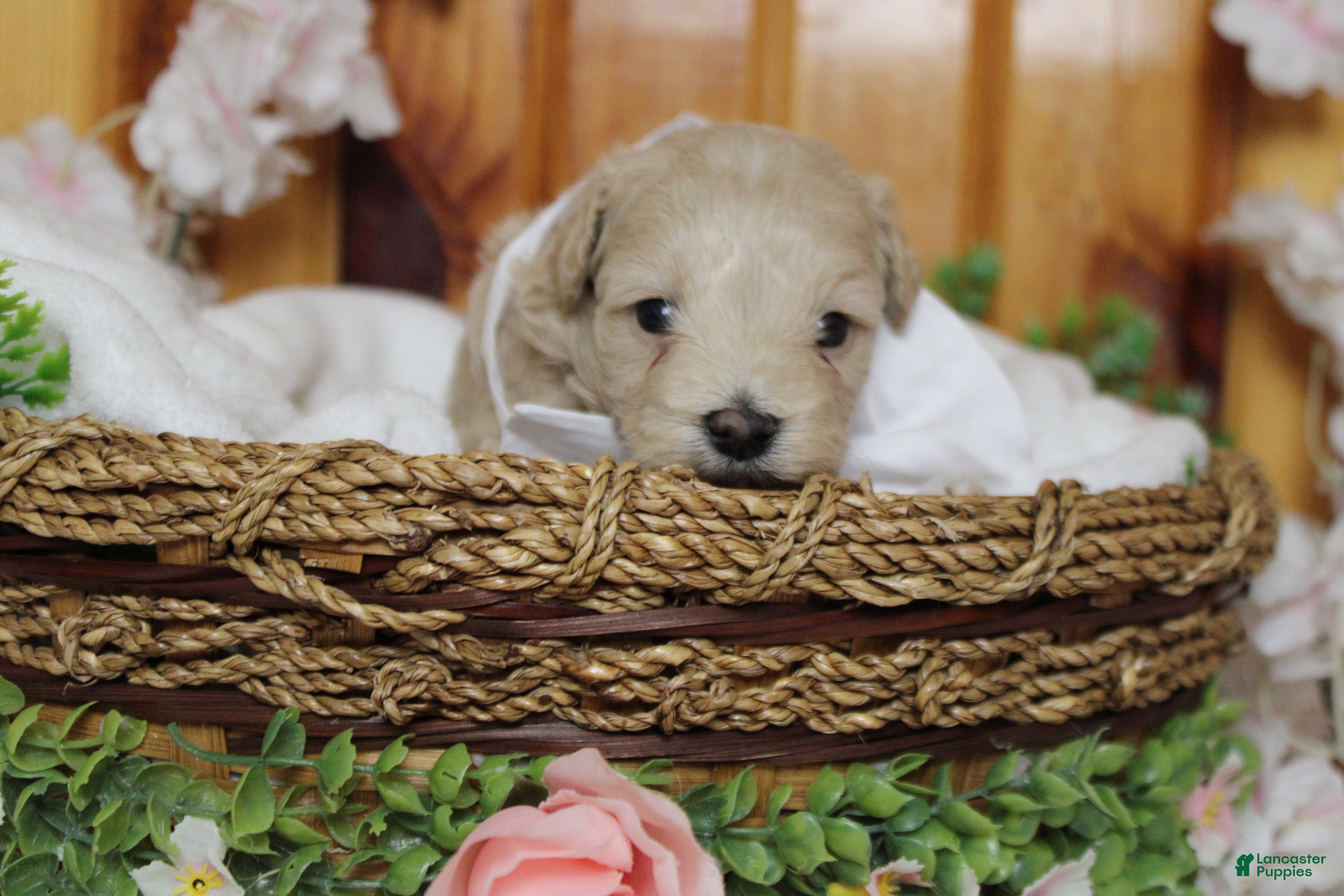 Havapoo dogs charlie  - Ad 24