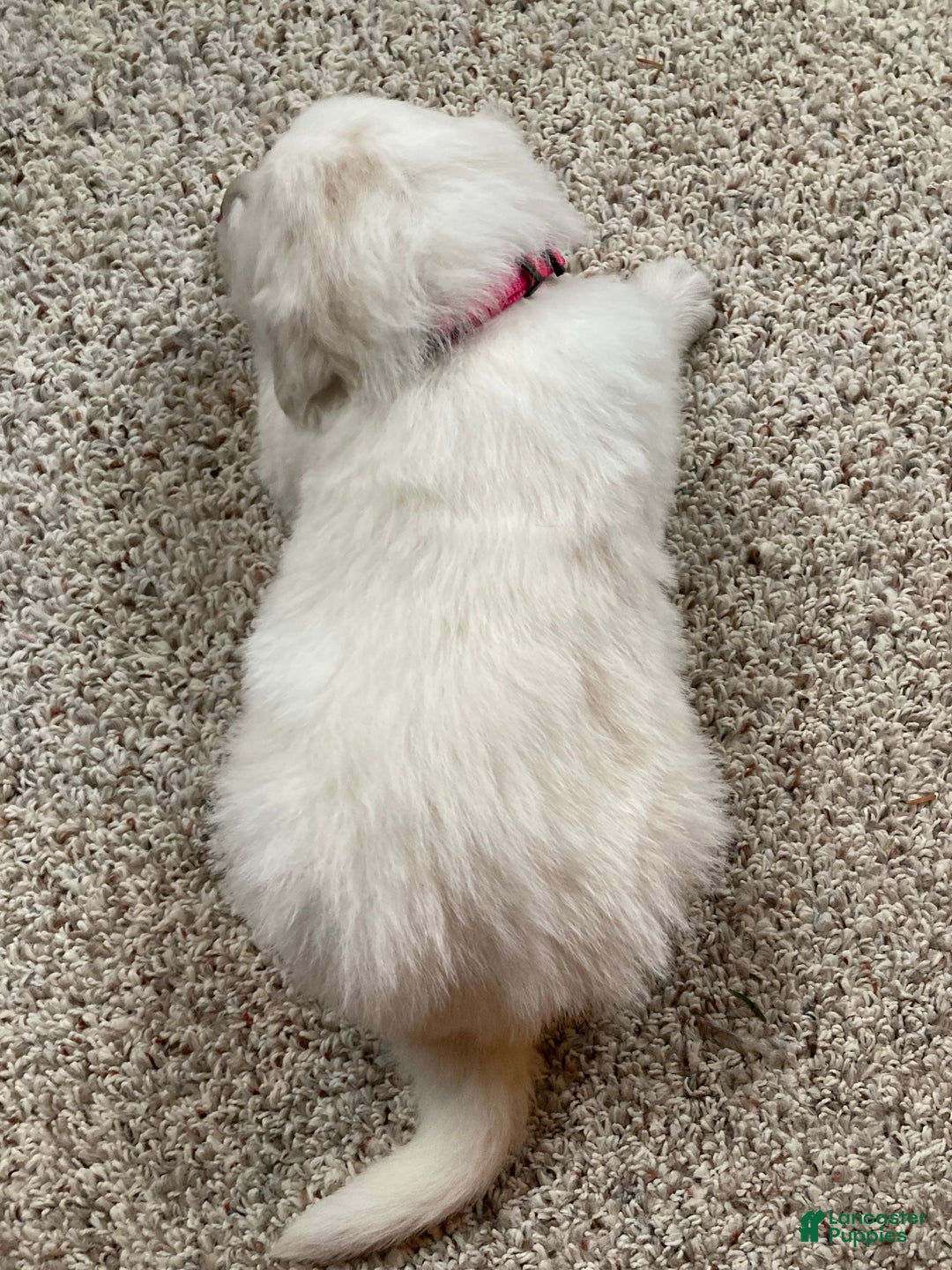 Great Pyrenees dogs for sale: Great Pyrenees Female Puppy - Pink - Ad 5