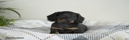 Miniature Dachshund dogs for sale: Ryan - Ad 3