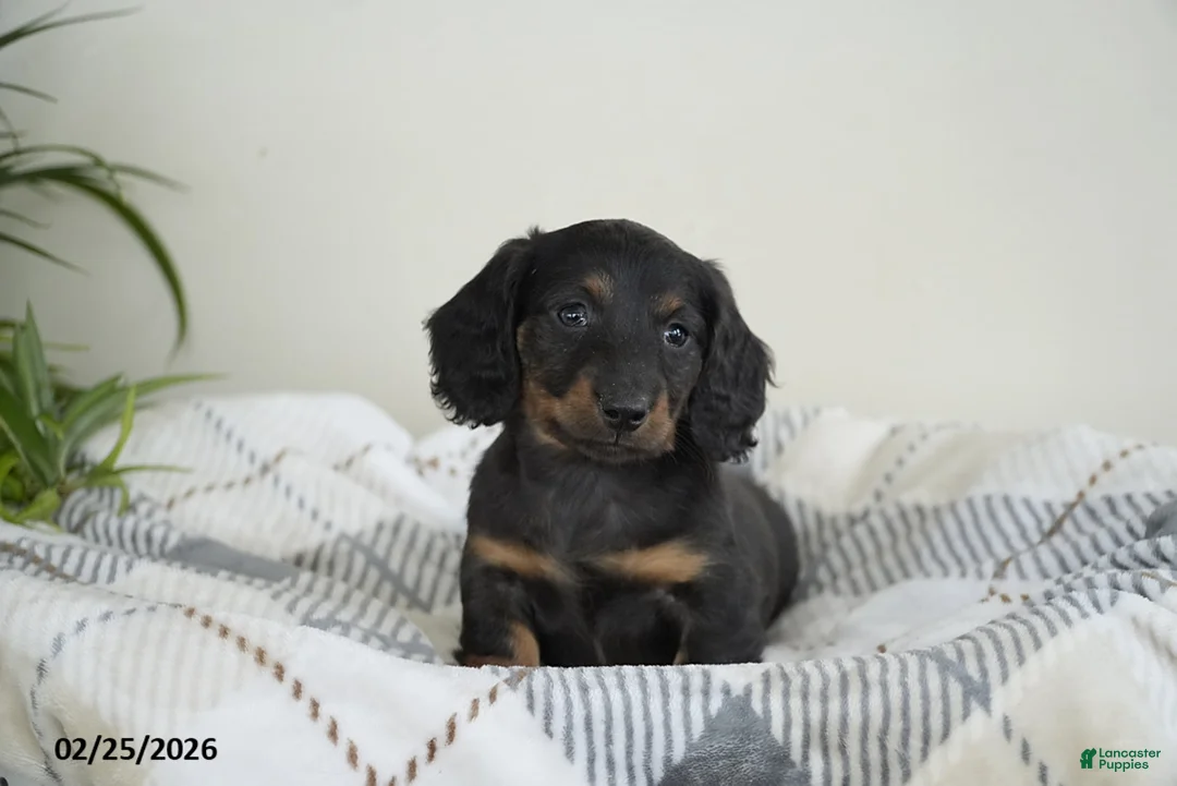 Miniature Dachshund dogs for sale: Ryan - Ad 3