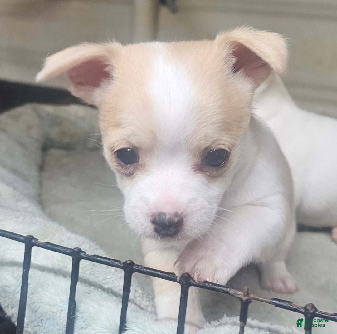 Chihuahua dogs for sale: Porky - Ad 2