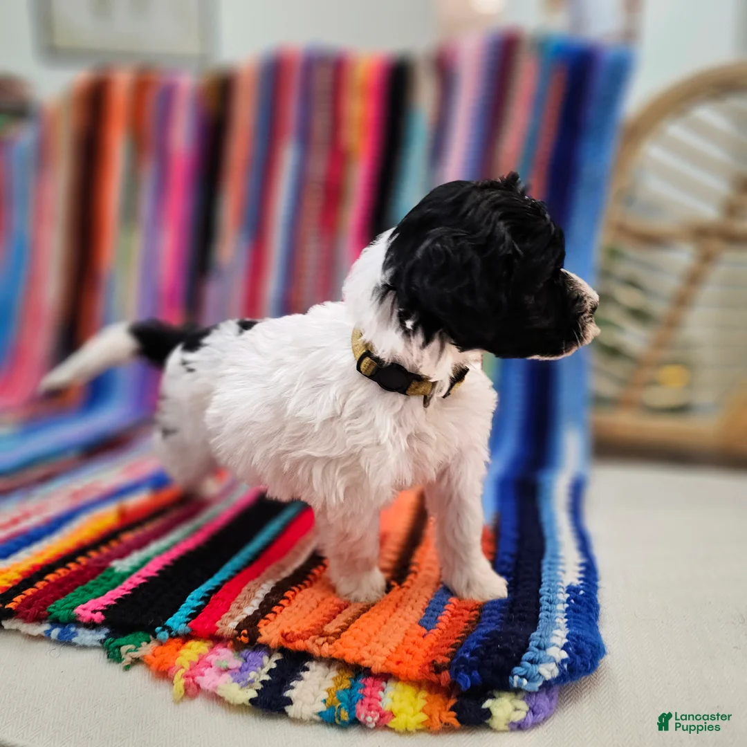 Portuguese Water Dog dogs for sale: Bella B. 💛 - Ad 2