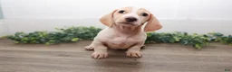 Miniature Dachshund dogs for sale: Mater - Ad 10