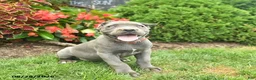 Cane Corso dogs for sale: Lily  - Ad 3