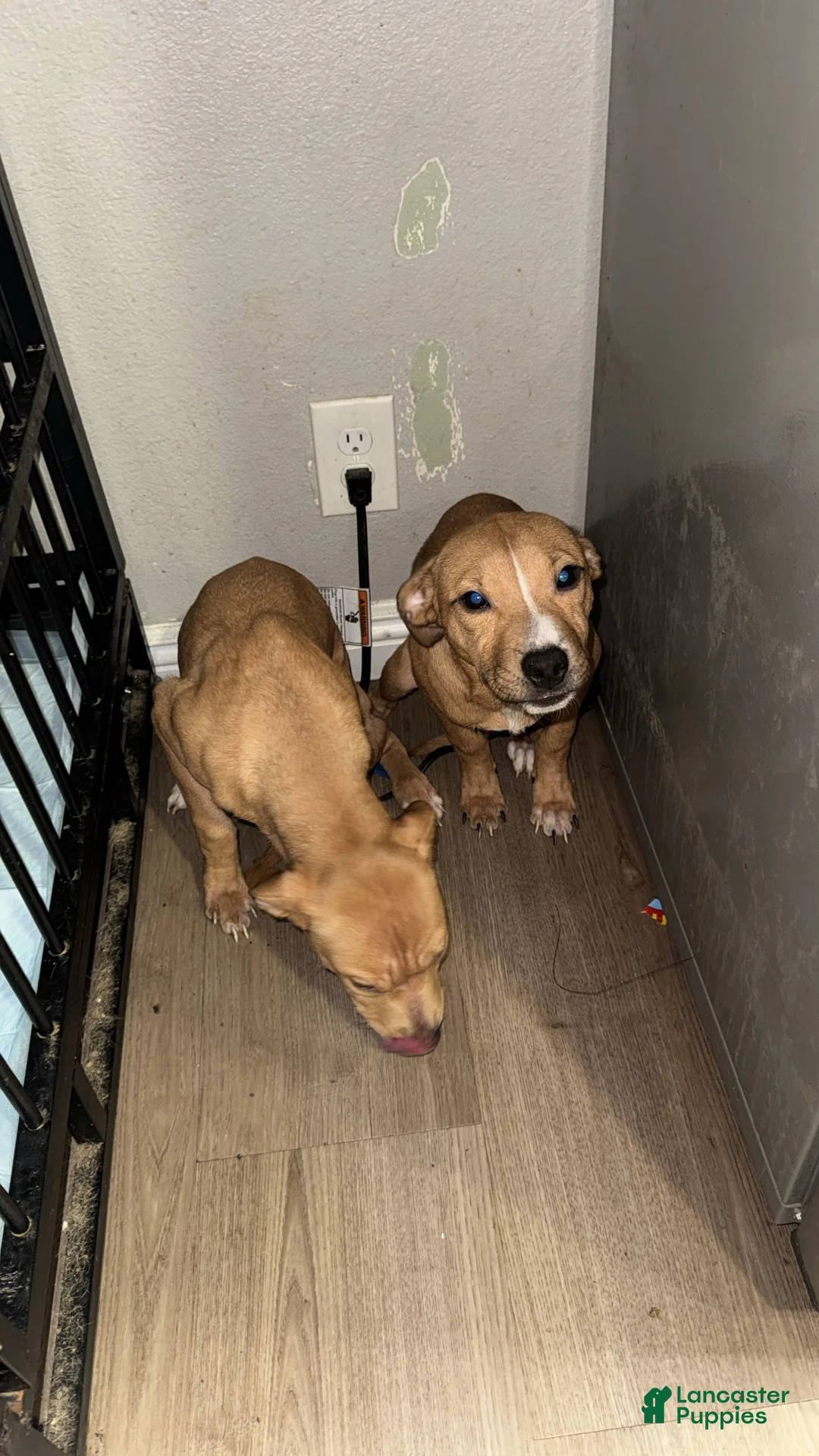 Mixed Breed dogs for sale: Baby - Ad 2