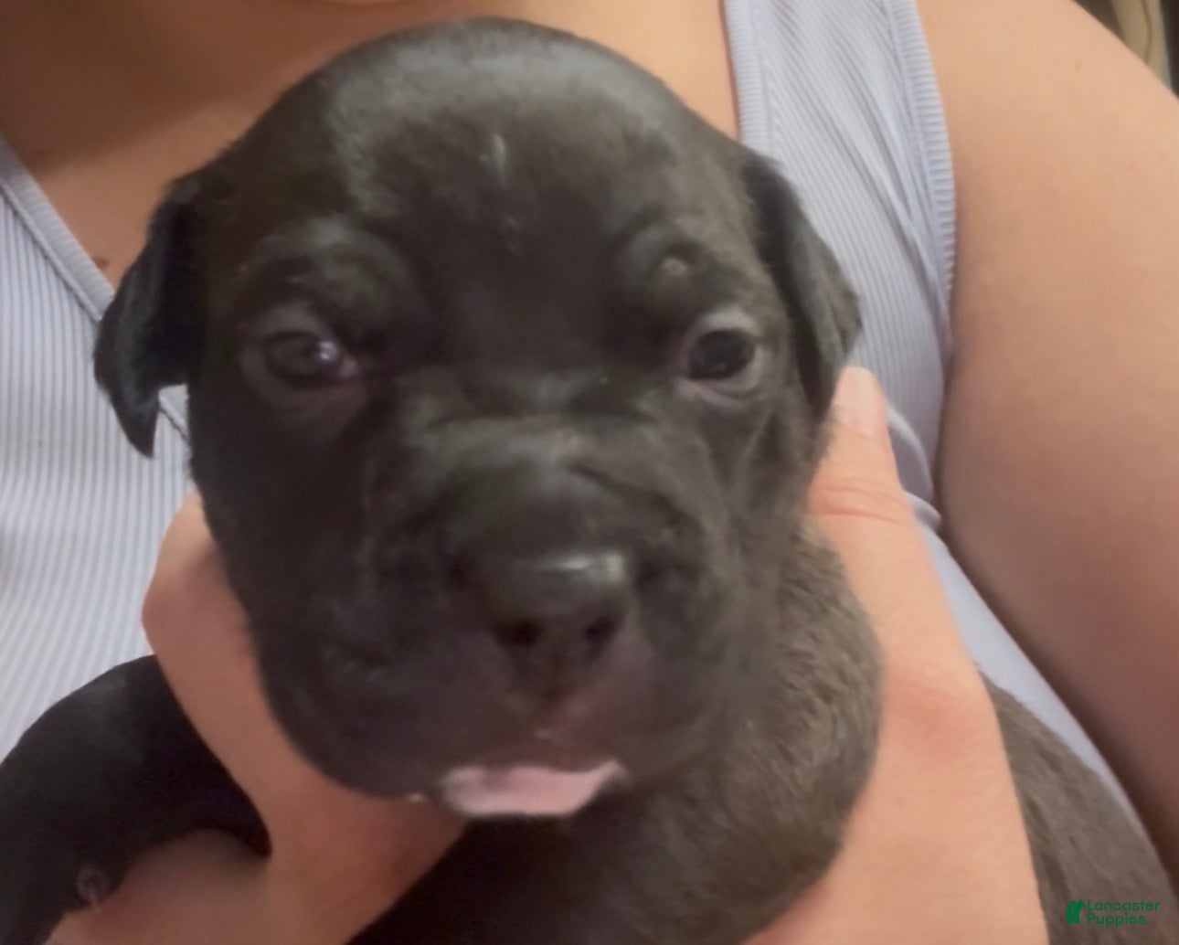 American Pit Bull Terrier dogs Savannah  - Ad 13