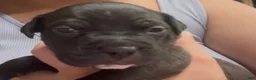 American Pit Bull Terrier dogs for sale: Savannah  - Ad 1
