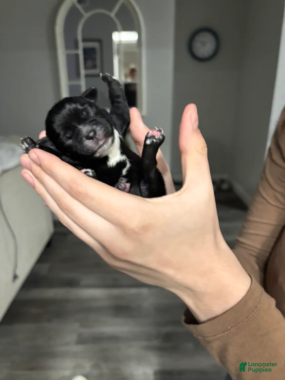 Mixed Breed dogs for sale: Mixed Breed Puppy 6 - Ad 1