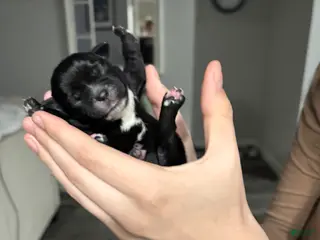 Mixed Breed dogs Mixed Breed Puppy 6 - Ad 8