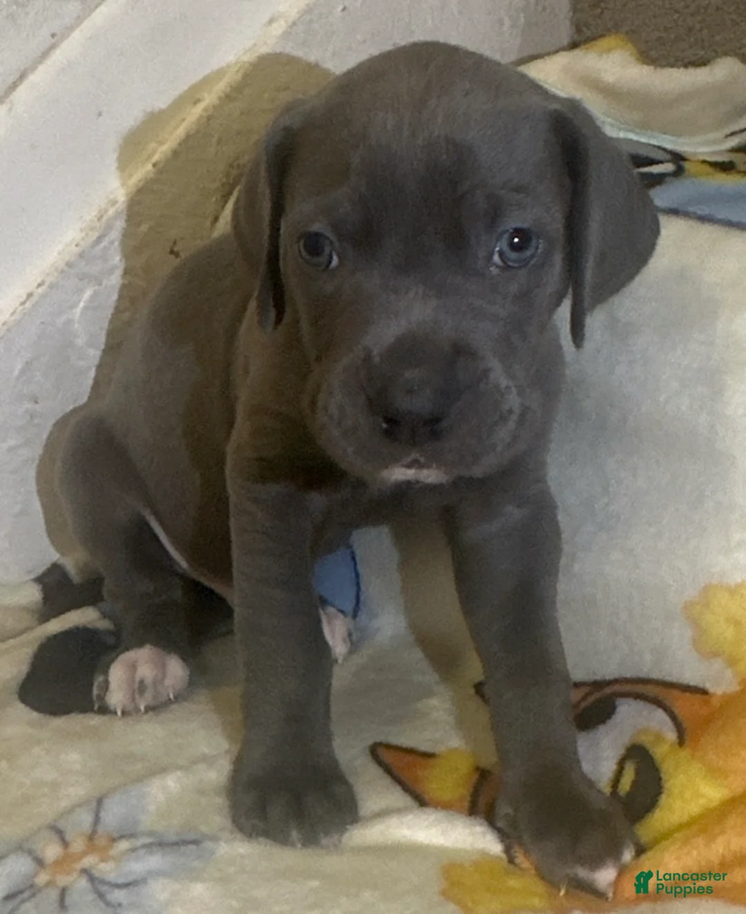 Great Dane dogs for sale: Great Dane Puppy 2 - Ad 2