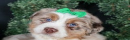 Miniature Australian Shepherd dogs for sale: SAMMY - Ad 1