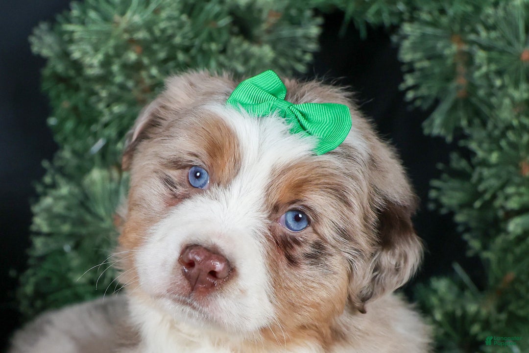 Miniature Australian Shepherd dogs for sale: SAMMY - Ad 1