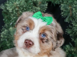 Miniature Australian Shepherd dogs SAMMY - Ad 4