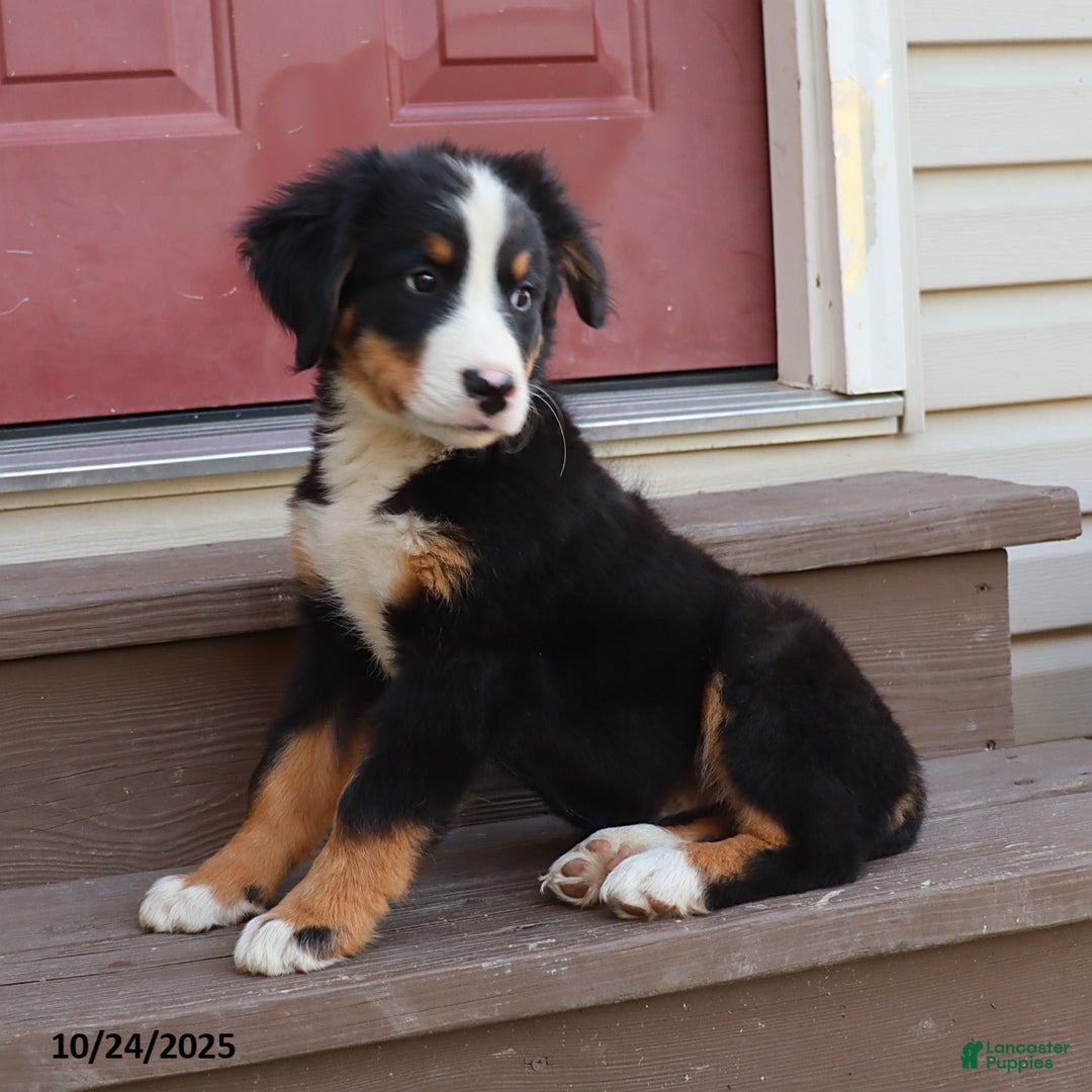 Bernese Mountain Dog dogs for sale: Jenny - Ad 5