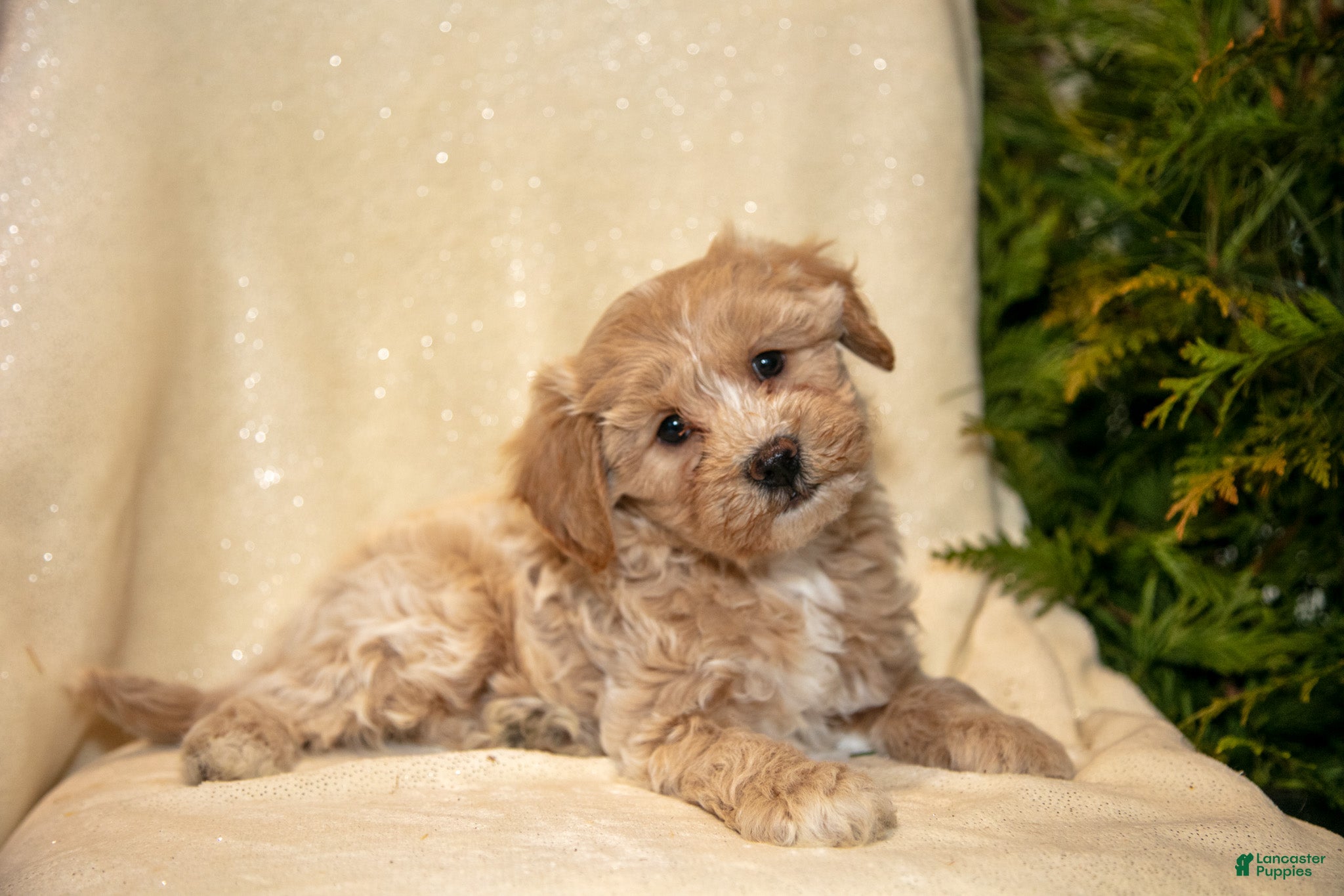 Bichpoo dogs River - Ad 5