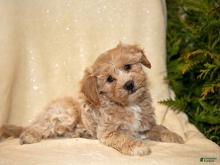 Bichpoo dogs River - Ad 5