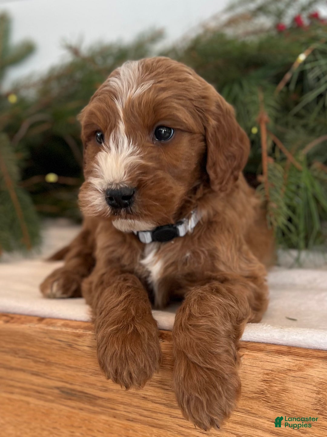 Irish Doodle dogs for sale: Asher - Ad 11
