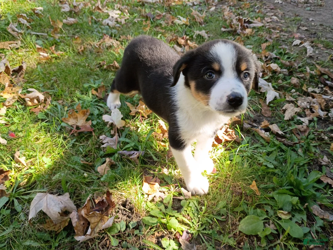 Mixed Breed dogs for sale: John - Ad 2