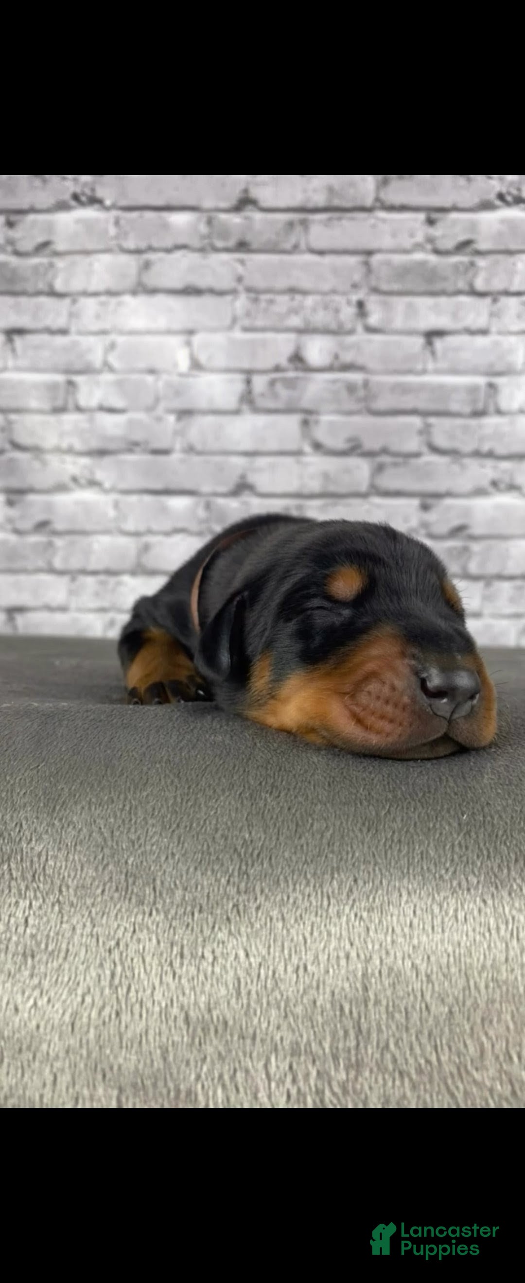 Doberman Pinscher dogs Phantom's Energy Shifter "Jaylen Brown""European - Ad 39