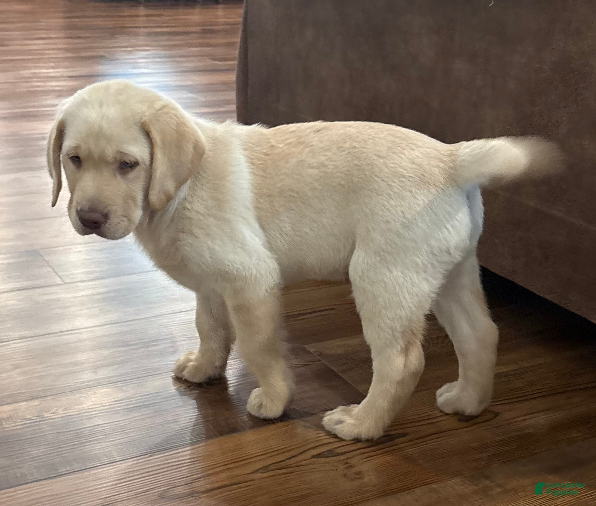 Labrador Retriever dogs Bear - Ad 1