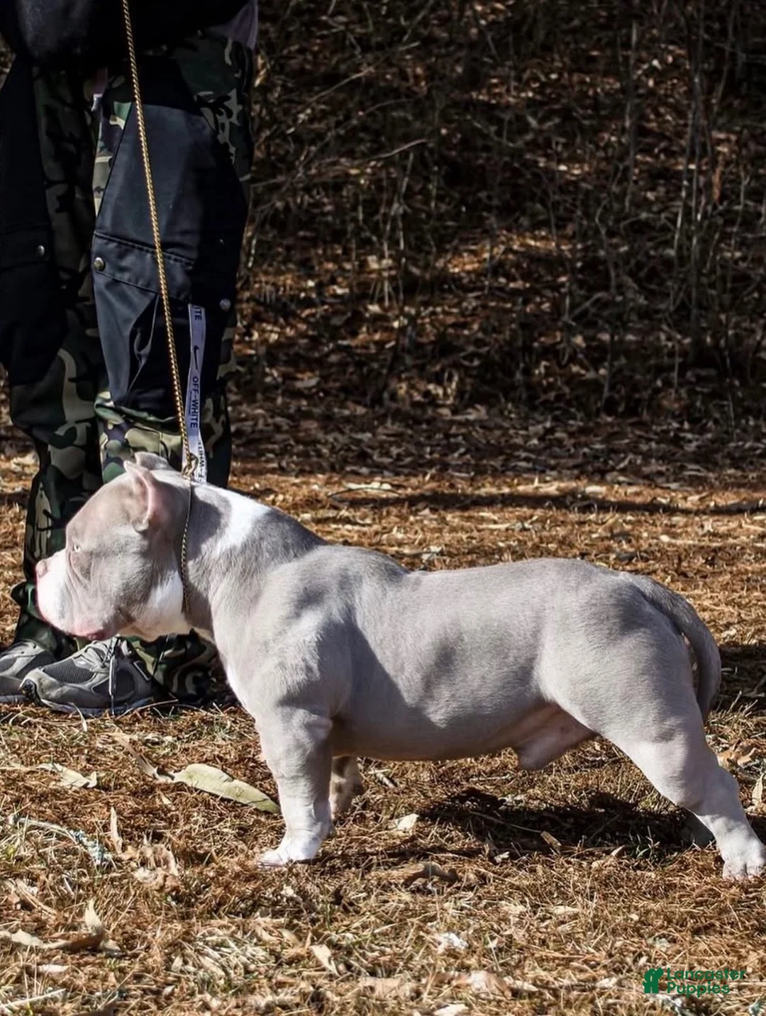 American Bully dogs for sale: American Bully Puppy 1 - Ad 4